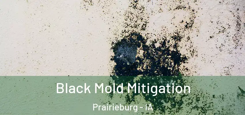 Black Mold Mitigation Prairieburg - IA