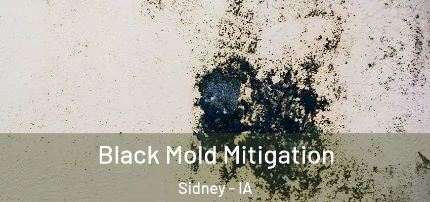  Black Mold Mitigation Sidney - IA