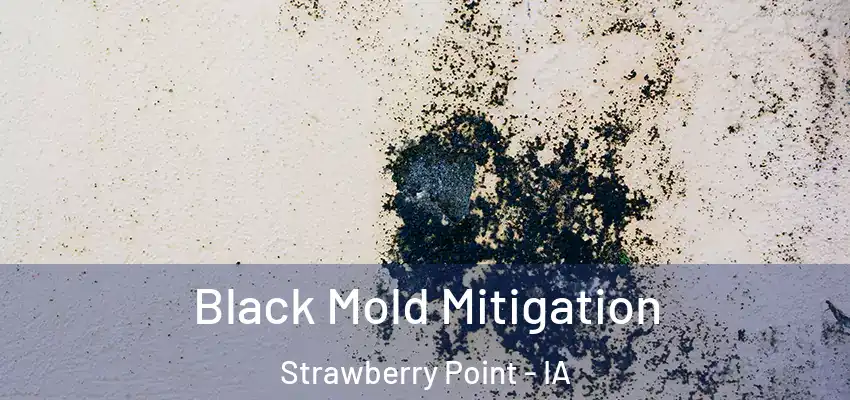 Black Mold Mitigation Strawberry Point - IA
