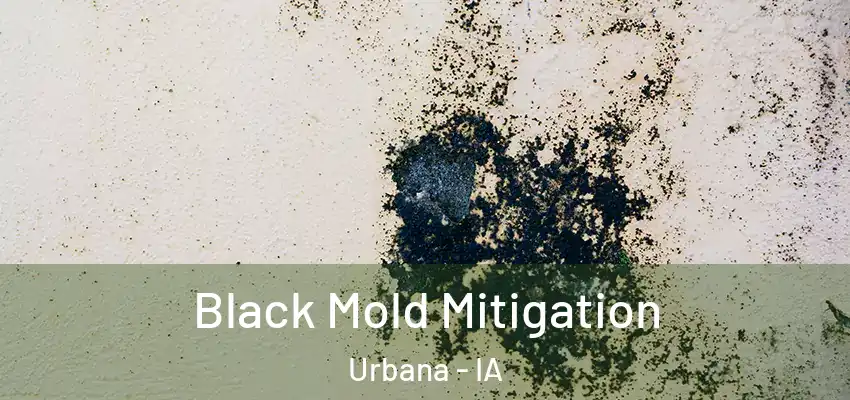 Black Mold Mitigation Urbana - IA