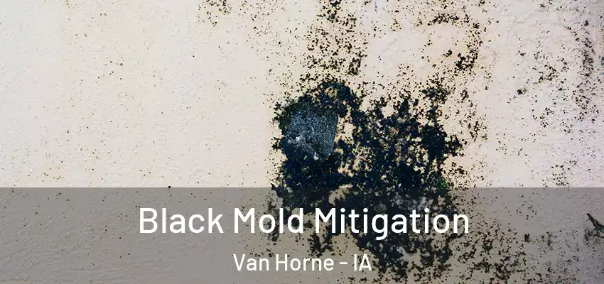 Black Mold Mitigation Van Horne - IA