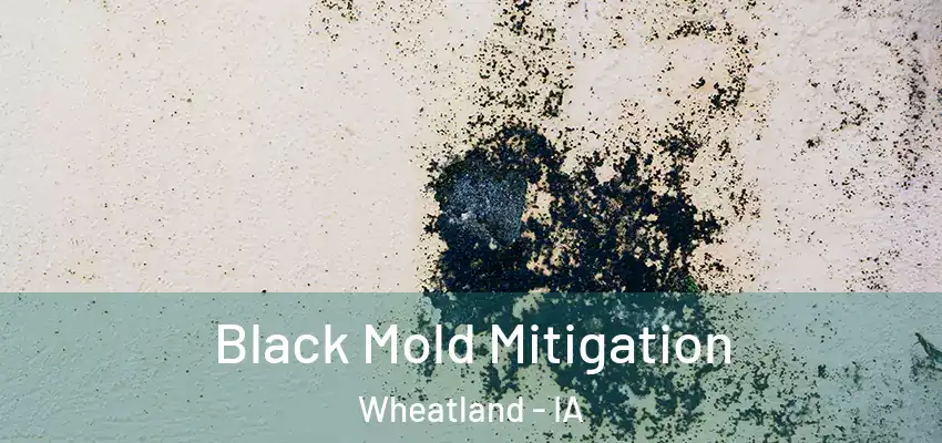 Black Mold Mitigation Wheatland - IA
