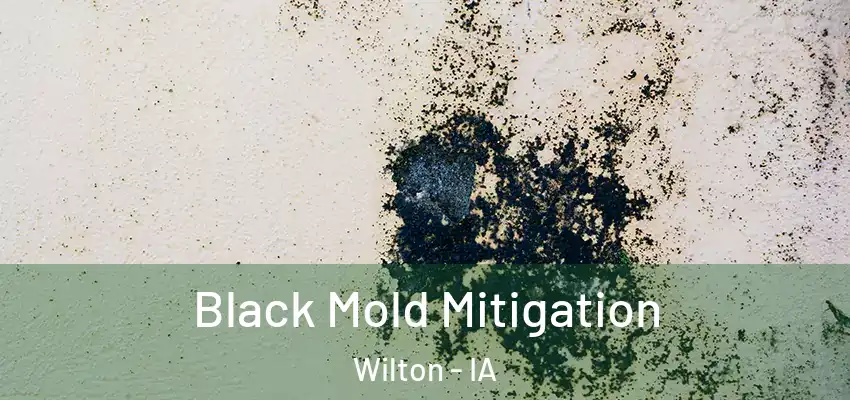 Black Mold Mitigation Wilton - IA