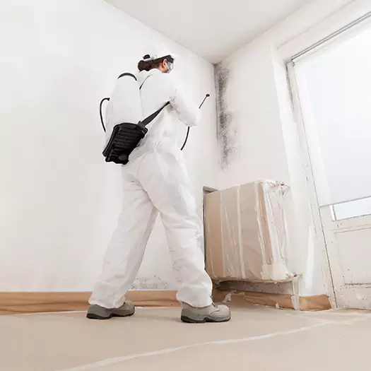 Trusted Black Mold Clean Up Experts in Anamosa, IA