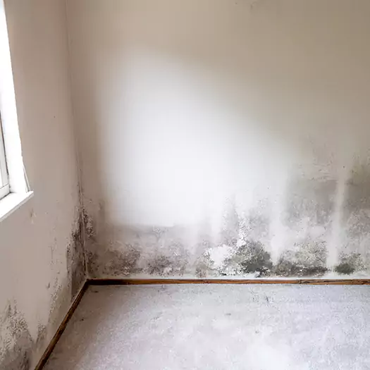 Trusted Mold Cleanup Specialists in Anamosa, IA