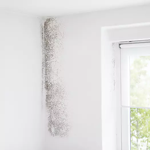 Trusted Mold Eradication Professionals Serving in Anamosa, IA