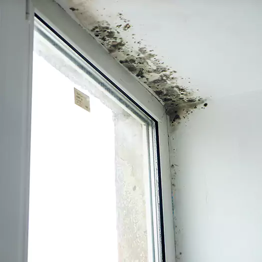 Experienced Mold Mitigation Specialists in Anamosa, IA