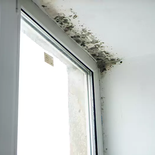 Trusted Mold on Bathroom Ceiling Experts in Anamosa, IA