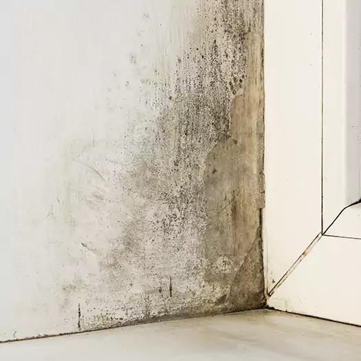 Skilled Mold on Drywall Experts in Anamosa, IA