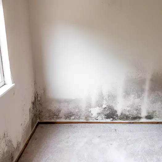 Trusted Mold on the Wall Experts in Anamosa, IA