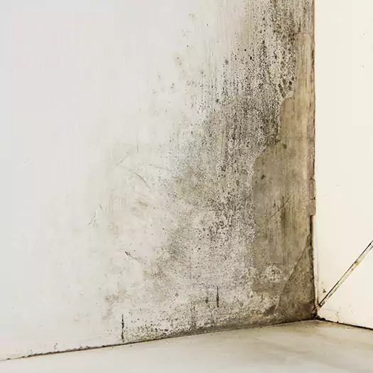 #1 Mold Remediation and Removal Experts in Anamosa, IA