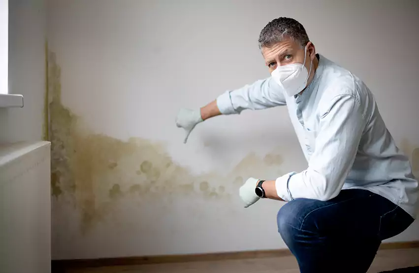 Mold Removal in Anamosa, IA