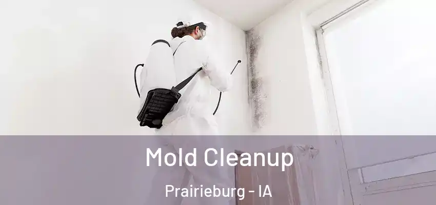 Mold Cleanup Prairieburg - IA