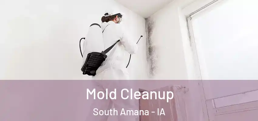  Mold Cleanup South Amana - IA