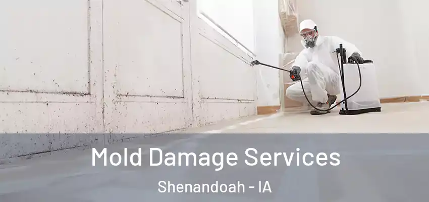 Mold Damage Services Shenandoah - IA