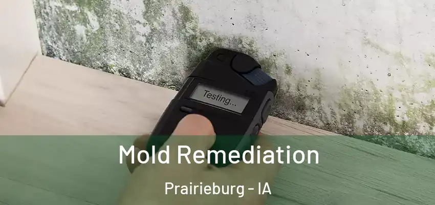 Mold Remediation Prairieburg - IA
