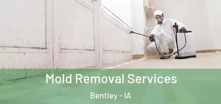 Mold Removal Services Bentley - IA