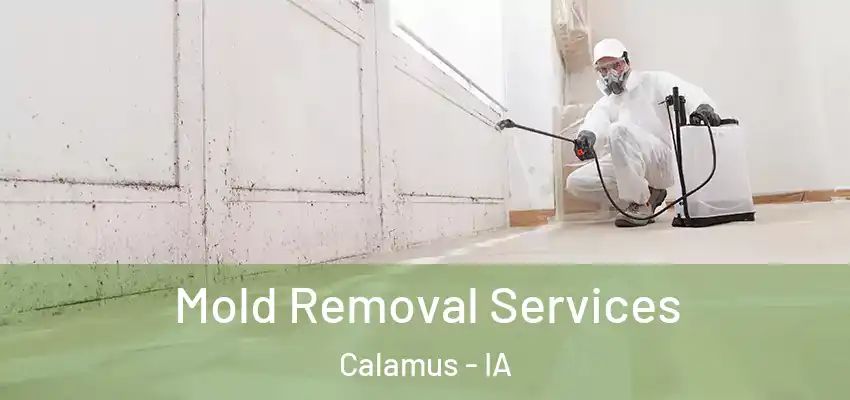Mold Removal Services Calamus - IA