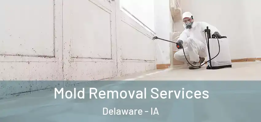 Mold Removal Services Delaware - IA