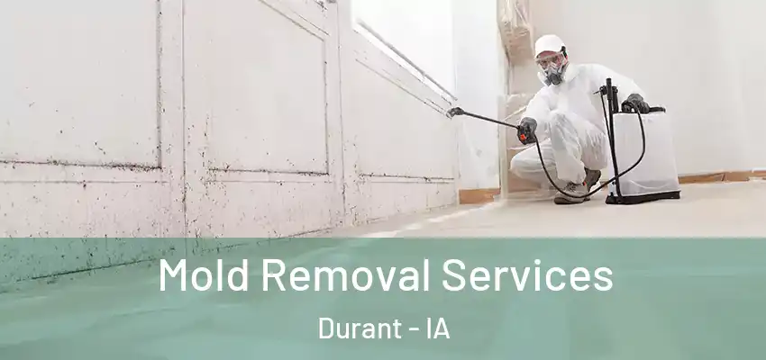 Mold Removal Services Durant - IA