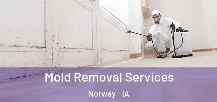  Mold Removal Services Norway - IA