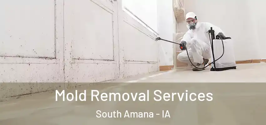 Mold Removal Services South Amana - IA