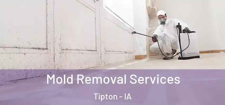 Mold Removal Services Tipton - IA