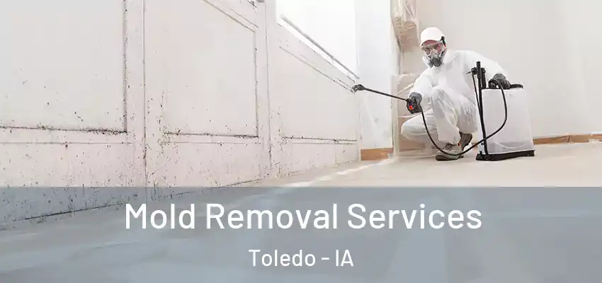 Mold Removal Services Toledo - IA