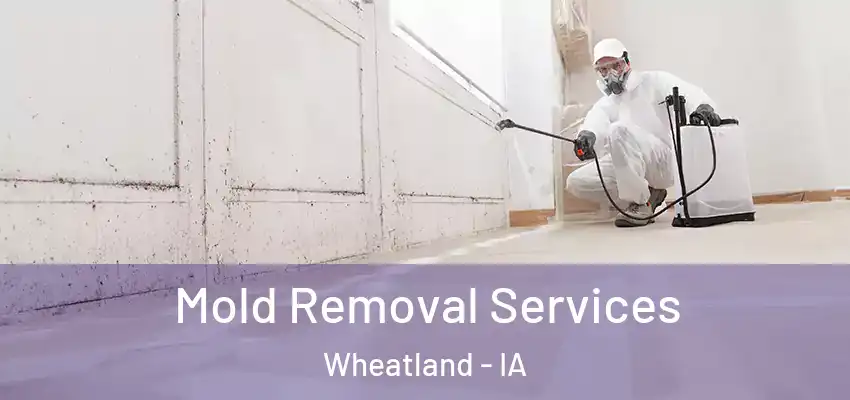 Mold Removal Services Wheatland - IA